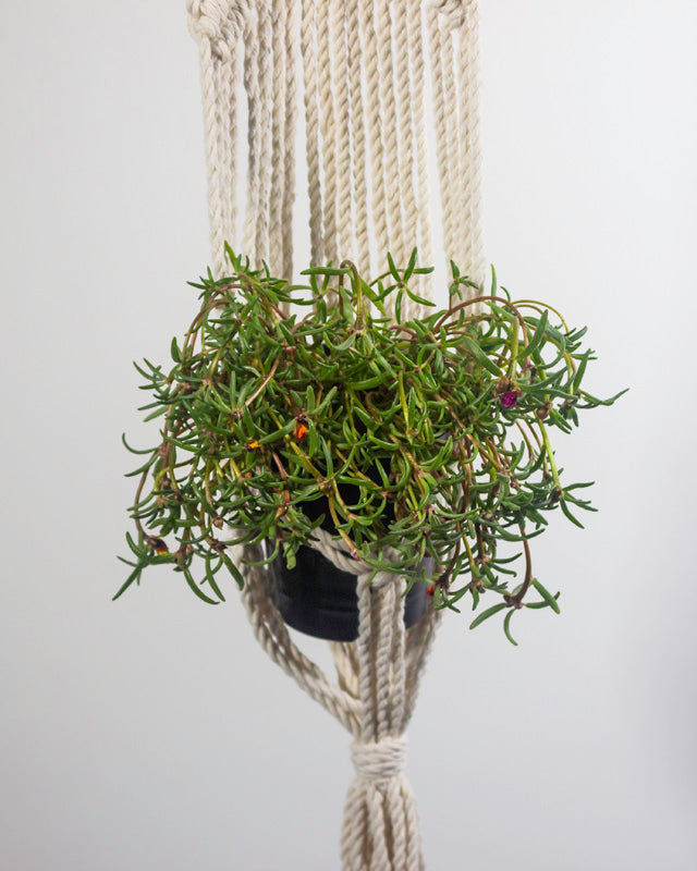 Mombacho Macrame Plant Holder | Natural White - Sassera