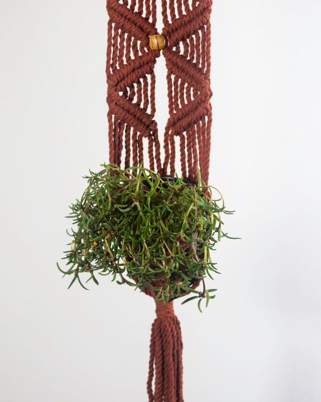 Somoto Macrame Plant Holder | Tile Red - Sassera