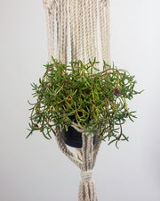 Mombacho Macrame Plant Holder | Natural White - Sassera